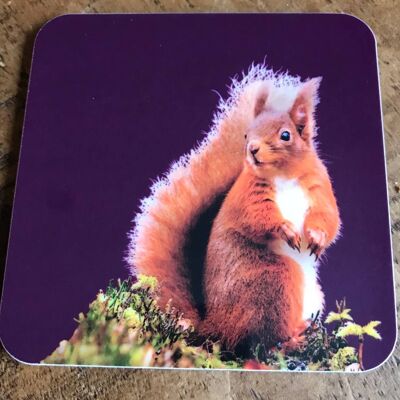 Red Squirrel Coaster (SD-CO-28-MLB)