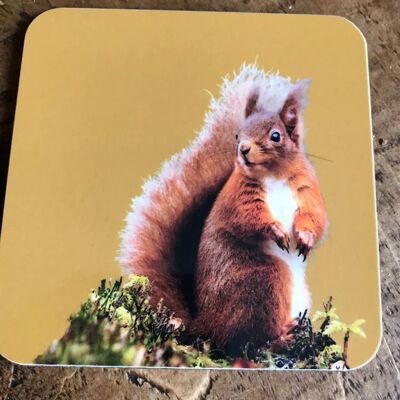 Red Squirrel Coaster (SD-CO-28-MUS)
