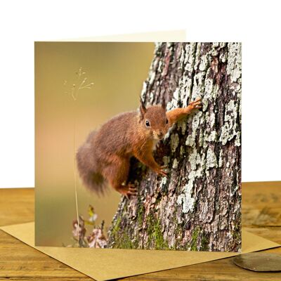 Red Squirrel on its Tree - Greeting Card (SD-GC-15SQ-14- CL)