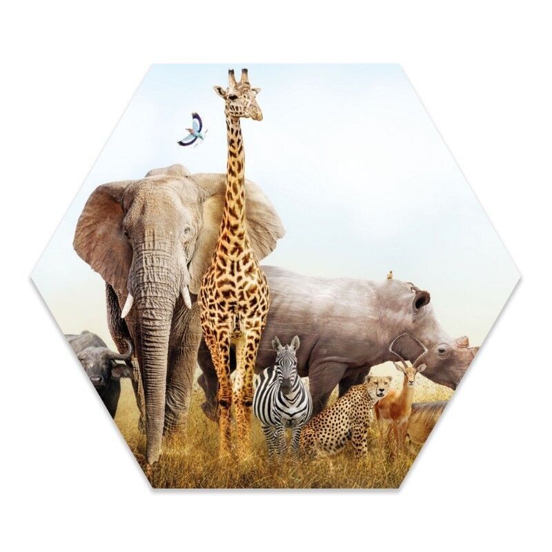 Safari per bambini esagonale da parete