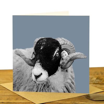 Sheep Greeting Card (SD-GC-15SQ-21-PLB)
