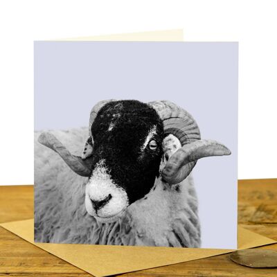 Sheep Greeting Card (SD-GC-15SQ-21-PLV)