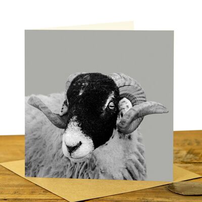 Sheep Greeting Card (SD-GC-15SQ-21-SGY)