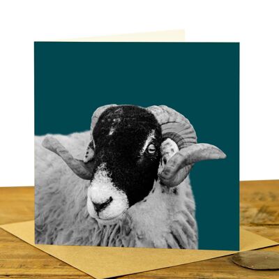 Sheep Greeting Card (SD-GC-15SQ-21-TL)