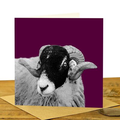 Sheep Greeting Card (SD-GC-15SQ-21-CLA)