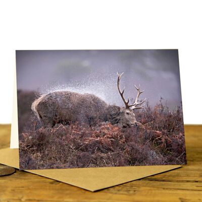 Stag Shaking off the Rain - Greeting Card (SD-GC-75L-09-BW)