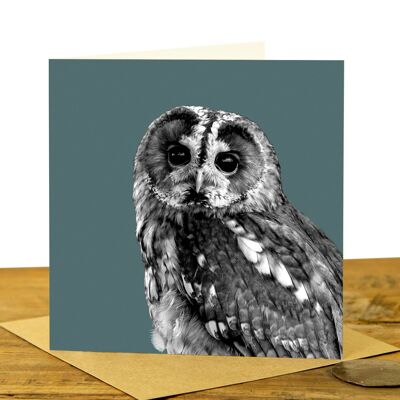 Tawny Owl Greeting Card (SD-GC-15SQ-27-DSG)