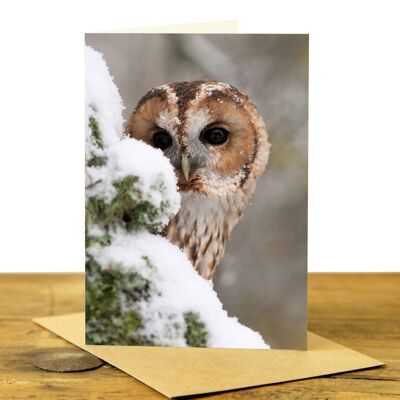 Tawny Owl in the Snow Greeting Card (SD-GC-75P-01-CL)