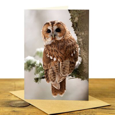 Tawny Owl Looking Back - Greeting Card (SD-GC-75P-05-CL)