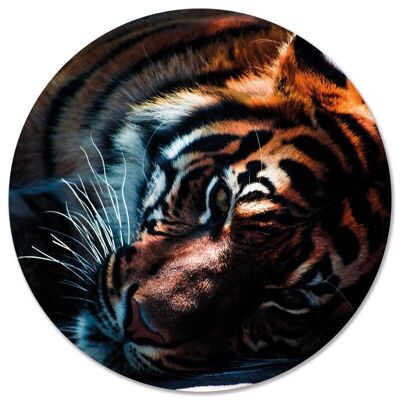 Tigre circolare da parete - Ø 20 cm - Dibond - Consigliato