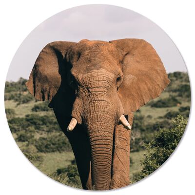 Elefante circolare da parete - Ø 20 cm - Dibond - Consigliato