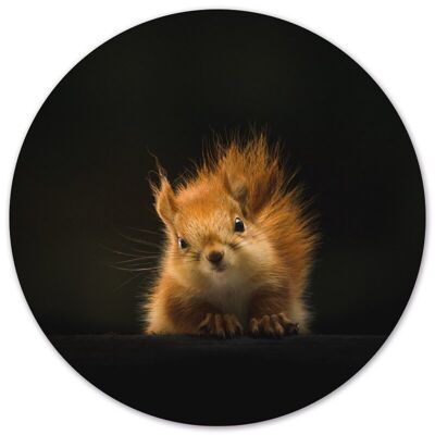 Wall circle squirrel - Ø 20 cm - Dibond - Recommended