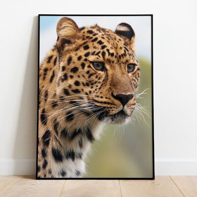 Leopard poster - A4