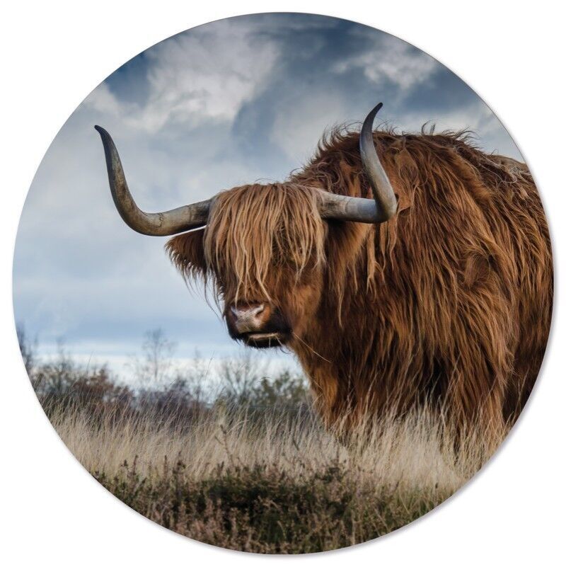 Bufalo circolare da parete - Ø 30 cm - Forex