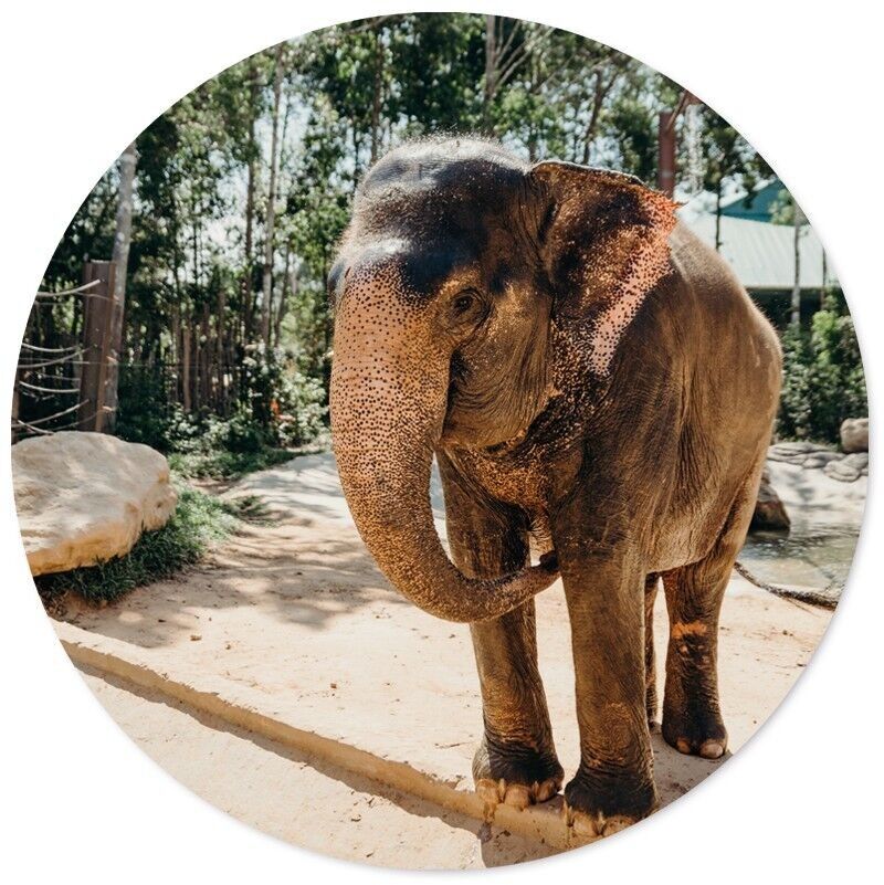 Elefante circolare da parete - Ø 30 cm - Forex