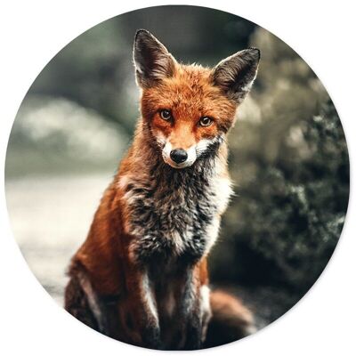Wall circle fox - Ø 30 cm - Dibond - Recommended