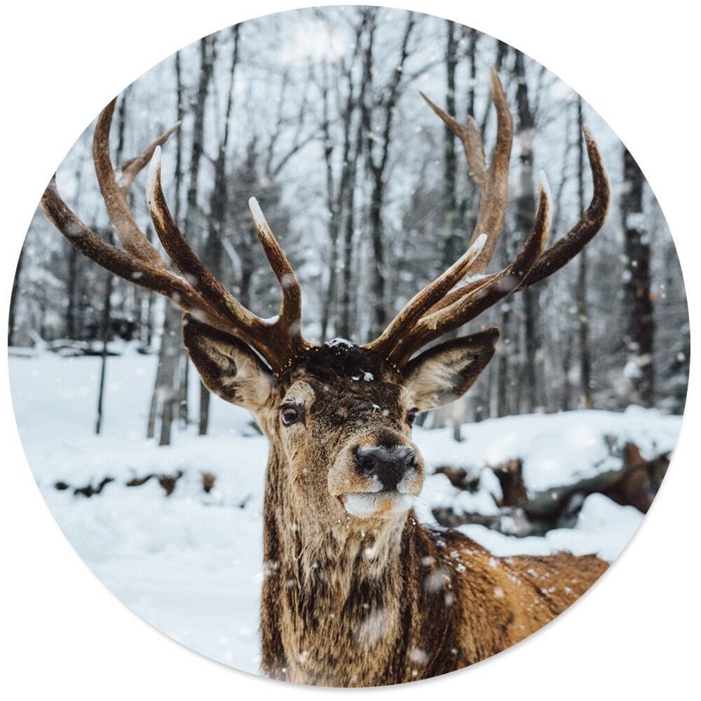 Renna circolare da parete - Ø 40 cm - Forex