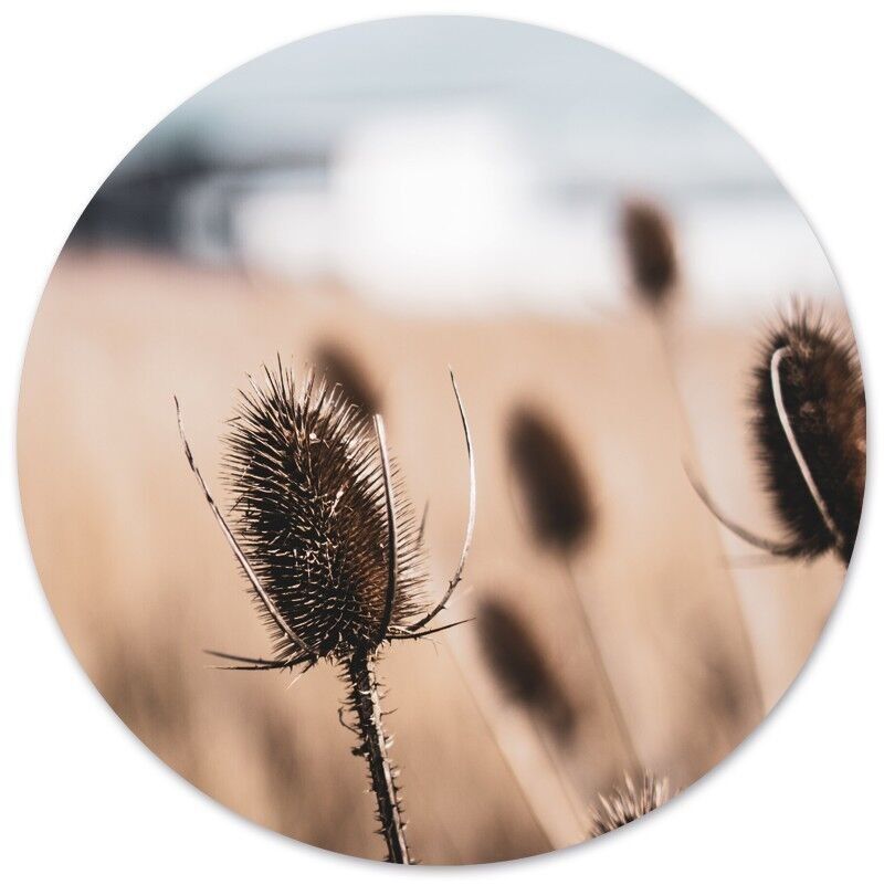 Cerchio da parete essiccato naturale - Ø 40 cm - Forex