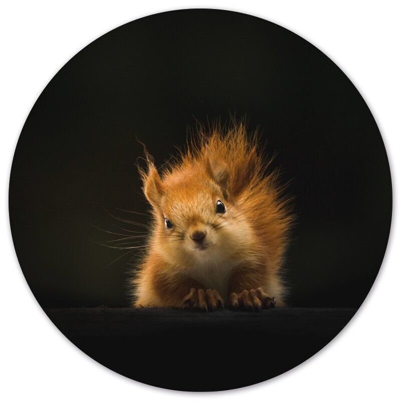 Wandkreiseichhörnchen - Ø 40 cm - Dibond - Empfohlen