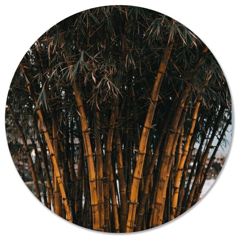 Bamboo wall circle - Ø 12 cm - Dibond - Recommended