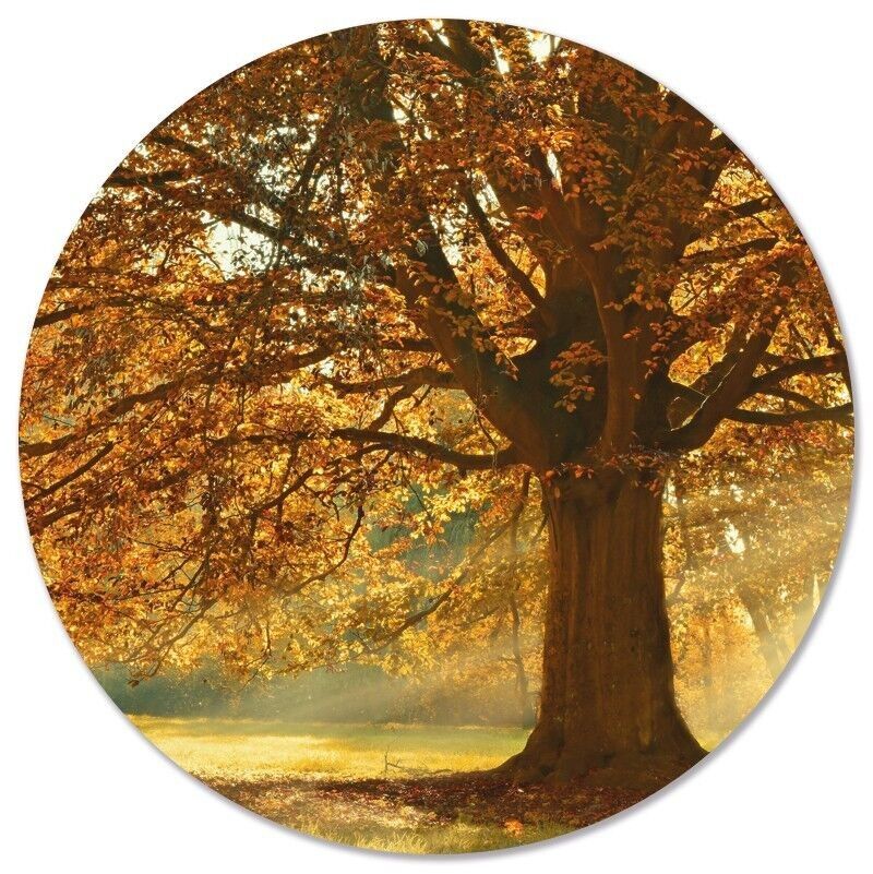 Árbol de otoño círculo de pared - Ø 12 cm - Dibond - Recomendado