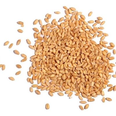 WHOLE WHEAT KERNELS 5 KG