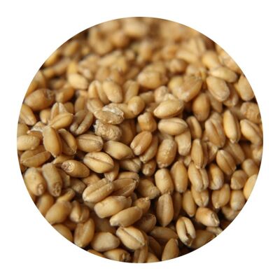 WHOLE ØLAND WHEAT KERNELS 5 KG