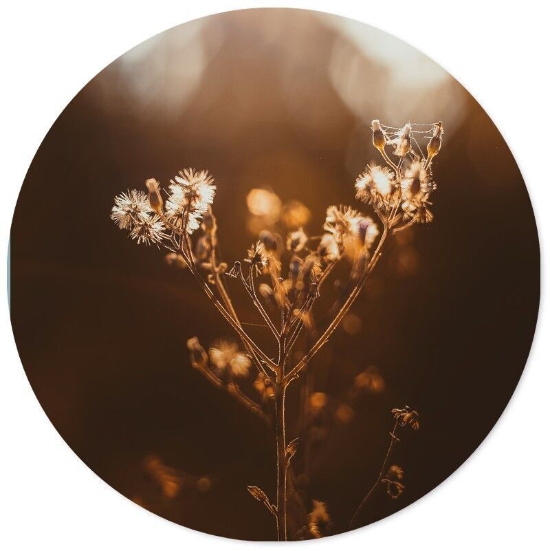 Cerchio da parete essiccato al sole - Ø 12 cm - Dibond - Consigliato