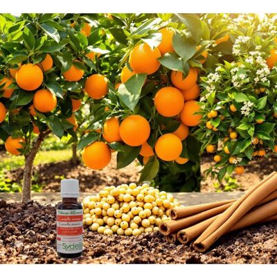 Orange Cinnamon - Festive Atmosphere - Diffuser Blend - Room Fragrance