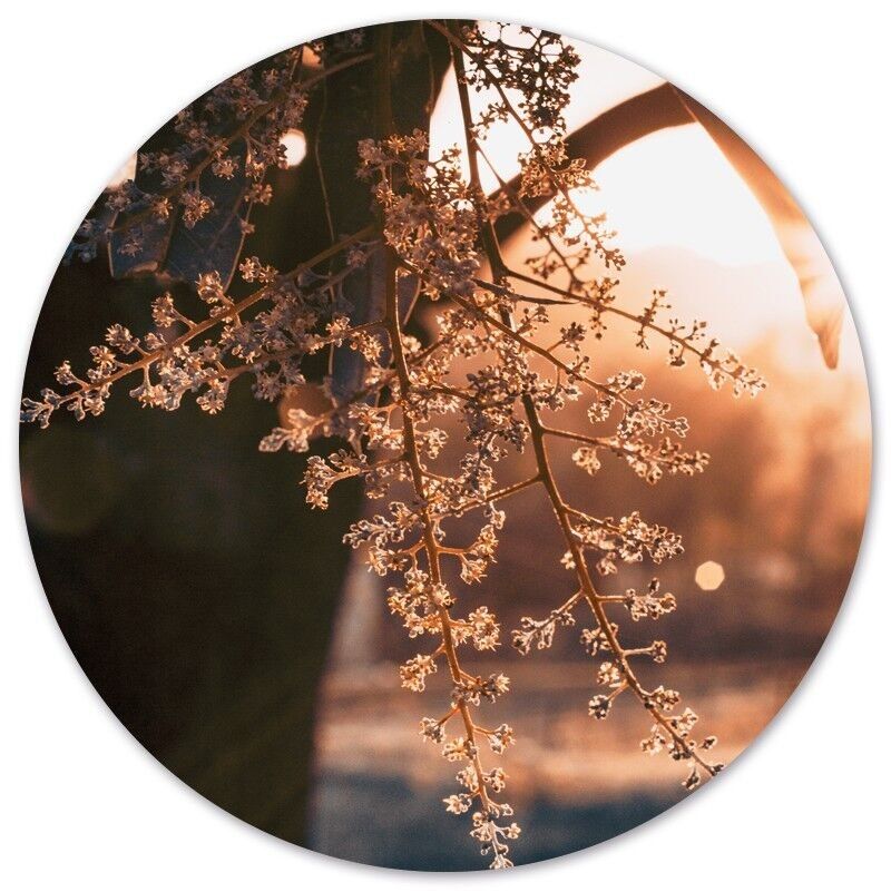 Cercle mural bois - Ø 20 cm - Forex