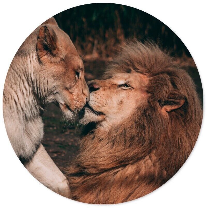 Cercle mural couple lion - Ø 20 cm - Forex
