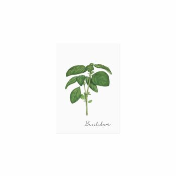 CARTE HERBES BASILIC 3