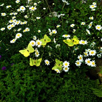Lot de 5 décorations de jardin moyennes 'Gatekeeper Butterfly' 4