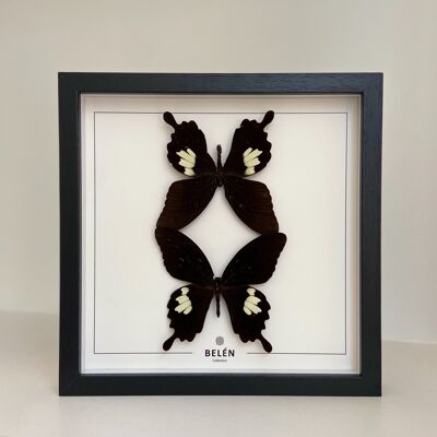 TWIN frame Helenus butterflies / ecru background