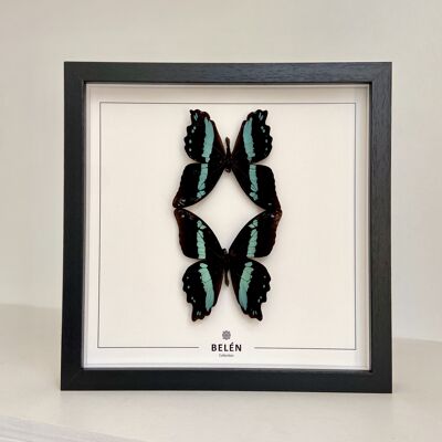 Twin frame butterflies Nireus / ecru background