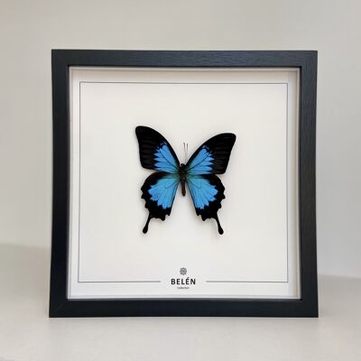 Frame RÍO Ulysses butterflies / ecru background