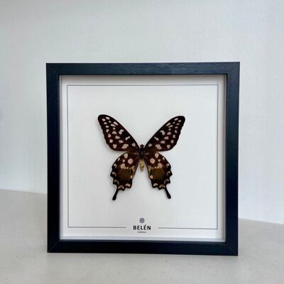 Montura RÍO mariposa Antenor / Fondo crudo