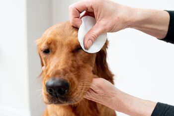 Lingettes oculaires à l'Aloe Vera pour nettoyer les chiens et les chats - Paquet de 120 - XL 3