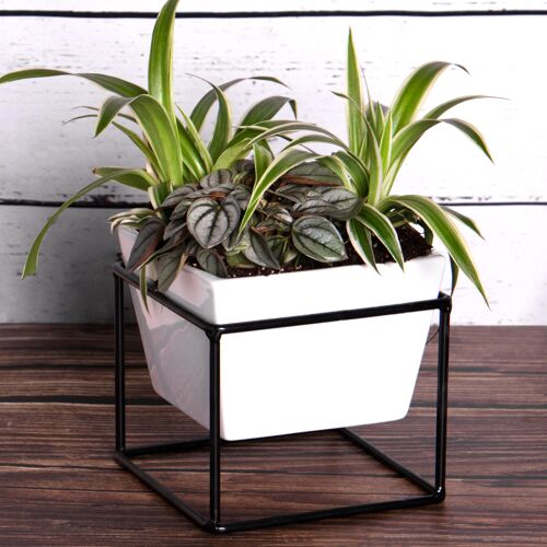 Desktop Planter Square | M&W