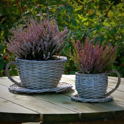 Willow Teacup and Saucer Planters Set of 2 | M&W