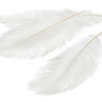 Feather ostrich, 12 pieces, 20-25cm, white