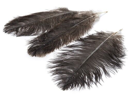 Feather Ostrich, 12 Stk., 20-25cm, braun