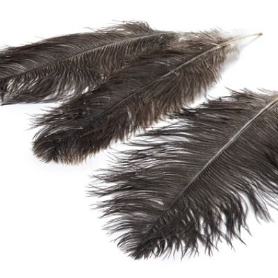 Feather ostrich, 12 pieces, 20-25cm, brown