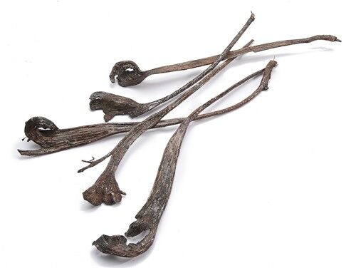Zweig „Natraj“ klein, 20 Stk., 30-40cm, natur/lackiert