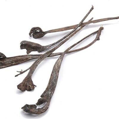 Zweig „Natraj“ klein, 20 Stk., 30-40cm, natur/lackiert