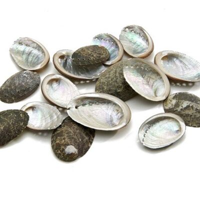 Abalone Schnecke „Haliotis Pulcherina“, 1kg, 4cm, natur