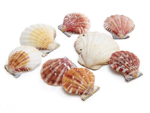 Conchiglia "Pecten Vexillum", 1kg, 4cm, naturale