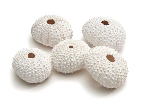 Custodia per ricci di mare, 25 pezzi, 4 cm, rosa slavato bianco