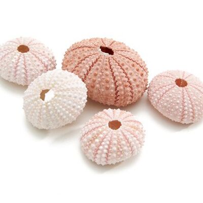 Sea urchin housing, 25 pieces, 4cm, pink natural