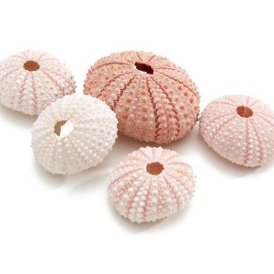 Caja de erizo de mar, 25 piezas, 4cm, rosa natural